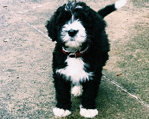 Puppy on sidewalk