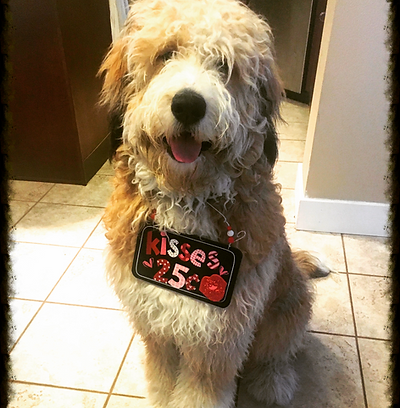 Bernedoodle posing for picture