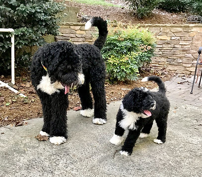 Koda and Chloe