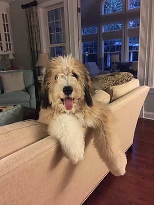 Dog on couch