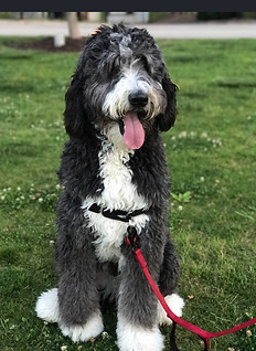 Bernedoodle