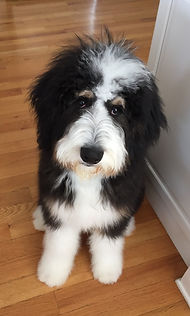 Puppy posing for picture