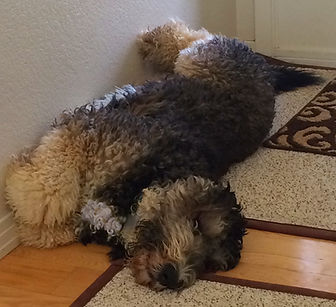 dog laying down