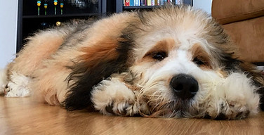 Bernedoodle