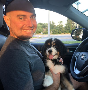 bernedoodle puppies