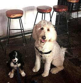 bernedoodles