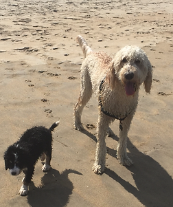 bernedoodle puppies