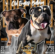 Black and Gold Bold Boxing Match Poster_20250823_125415_0000.jpg