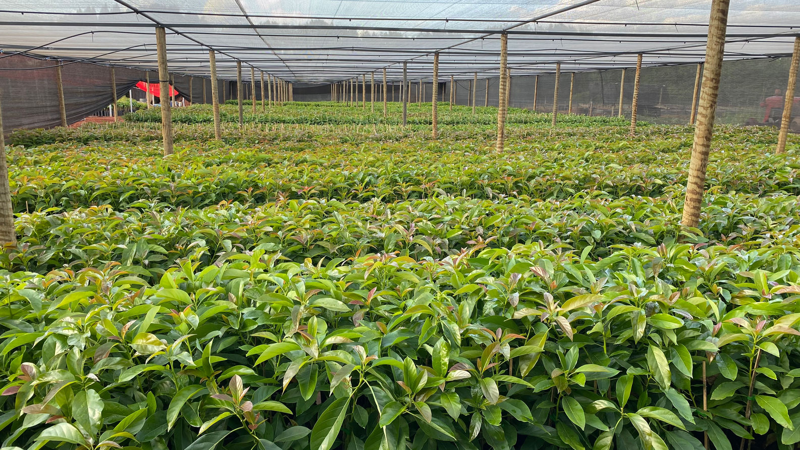 viveiro estufa produção mudas de abacateiro, porta enxerto, cultivares tropicais e avocado hass, abacate margarida, abacate Breda, abacate quintal, abacate fortuna, abacate ouro verde, abacate campinas, abacate Bertanha, duke 7, Velvick, Toro Canyon, dusa