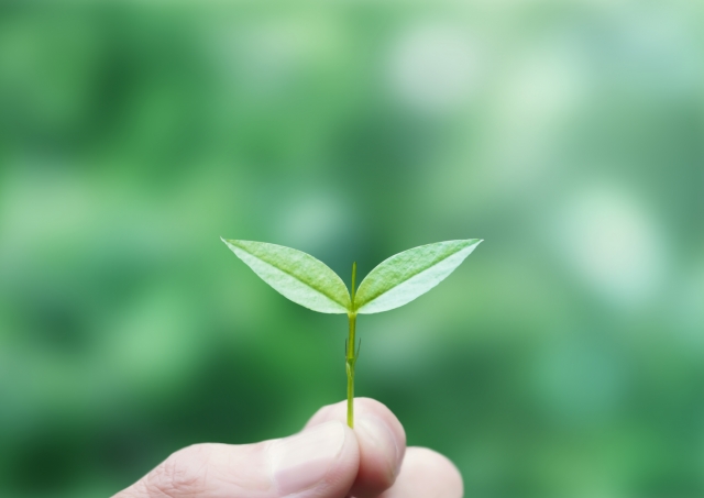 新芽を育てる