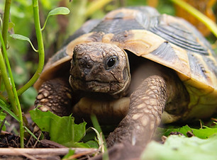turtle