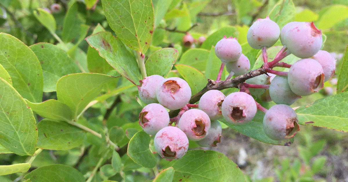 Blueberries beginning to ripen