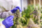 fleur2cbd_ Technicien en culture soignant méticuleusement des fleurs de CBD, illustrant les bienfaits des fleurs HHC et l'achat légal de THC, dans un environnement de culture spécialisé.