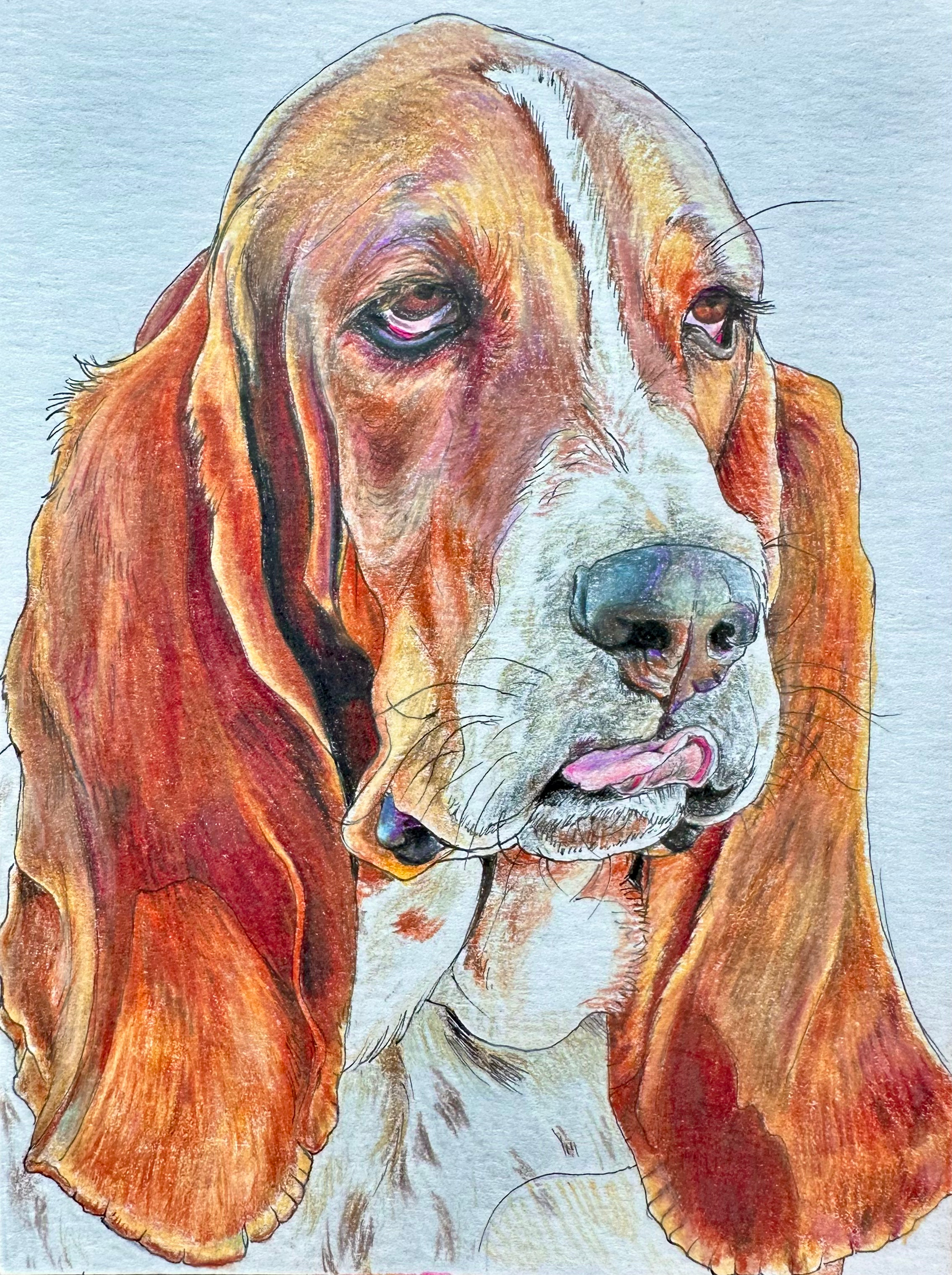 resting basset face