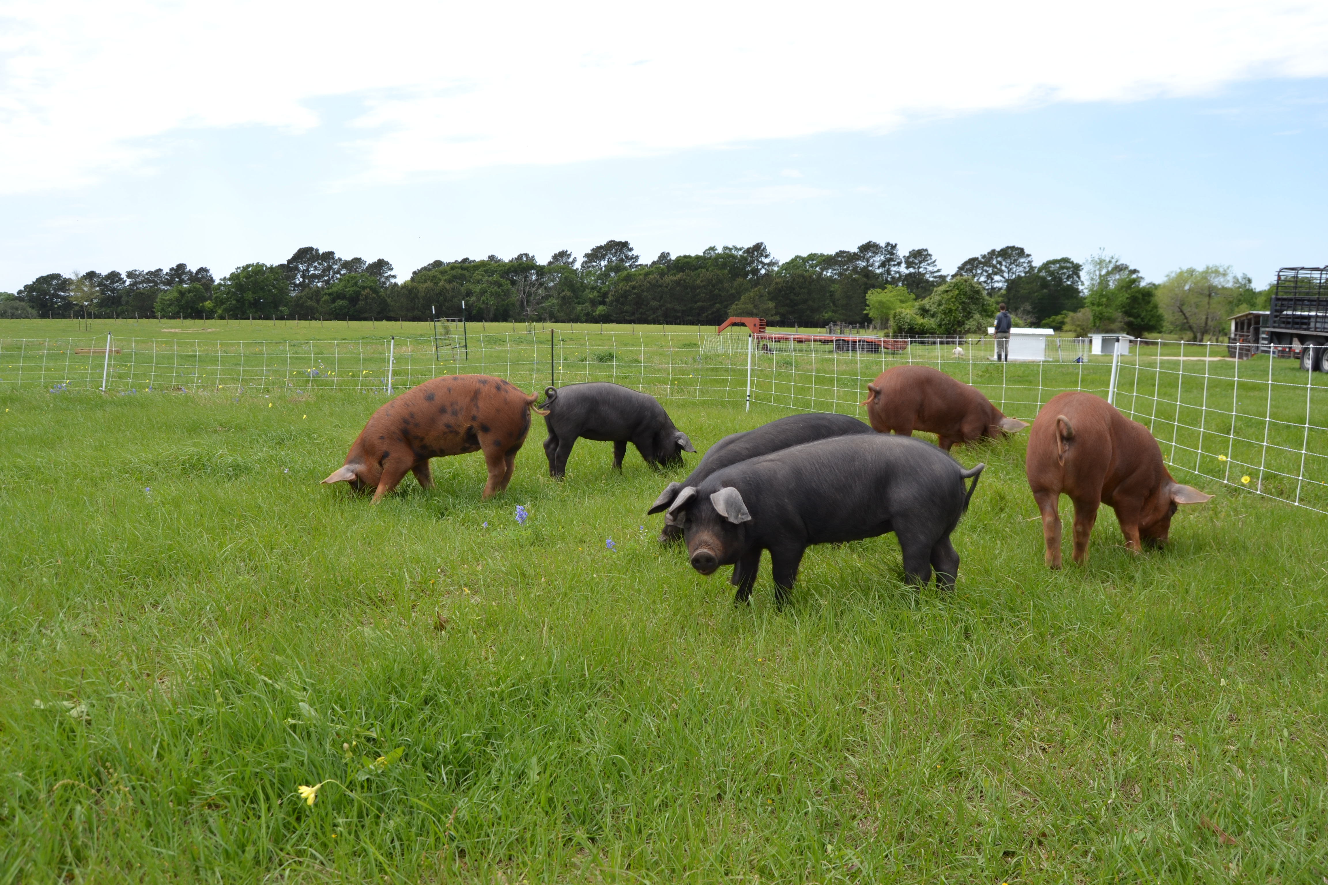 Pastured Pork United States 7 Fat Cows Farm