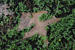 Nature Leaf