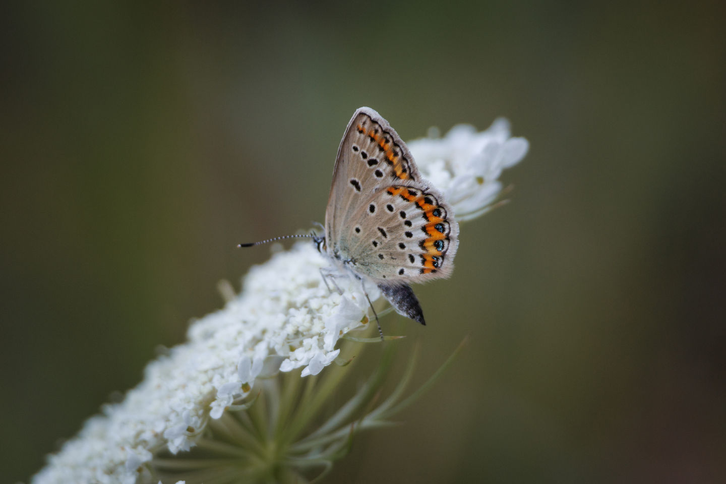 03082024 biotop butterfly-4.jpg