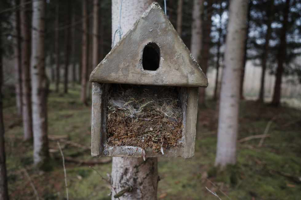 12012025 BirdBoxes