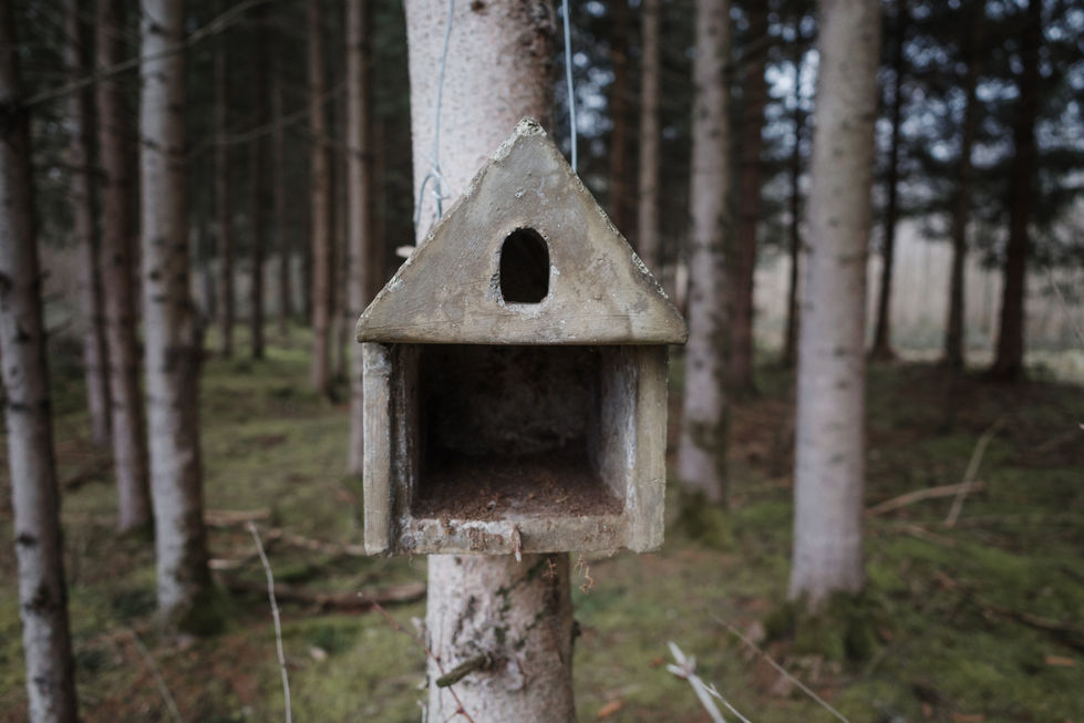 12012025 BirdBoxes-5