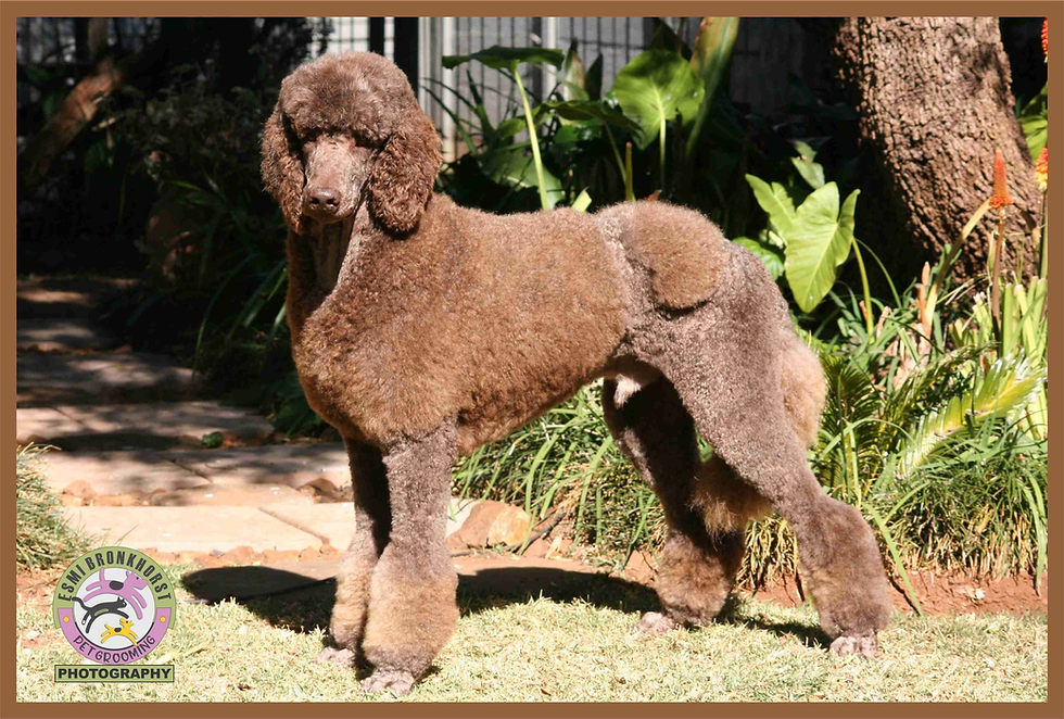 Image(Facebook) : Esmi's Pet Grooming