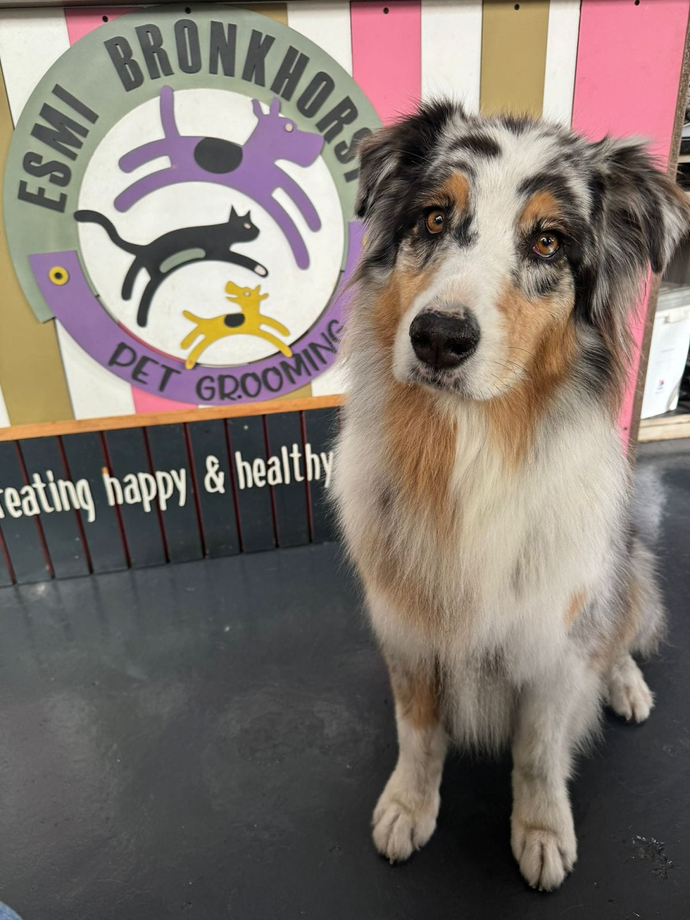 Image (Facebook) : Esmi's Pet Grooming
