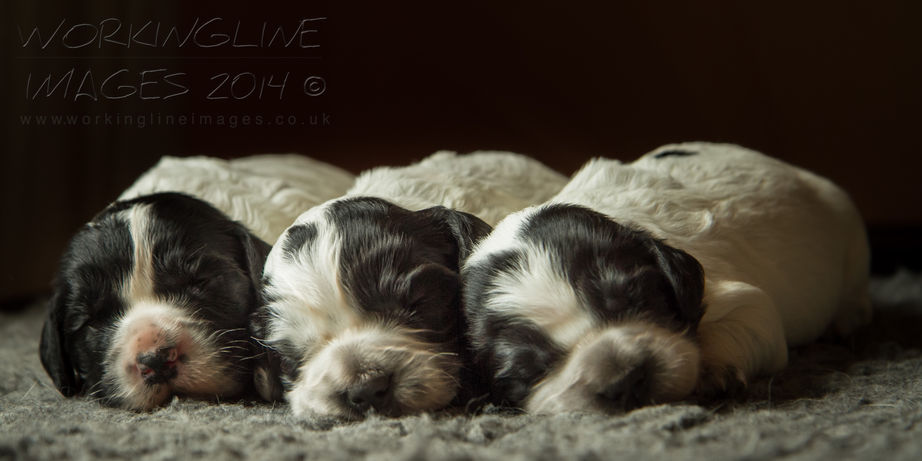 BORN ON THE 4TH JULY (2014)