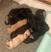 LABRADOR PUPS.  DOB 11/6/2026                                                                                    