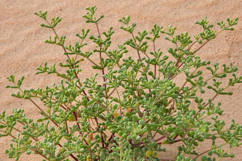 tetraena qatarense