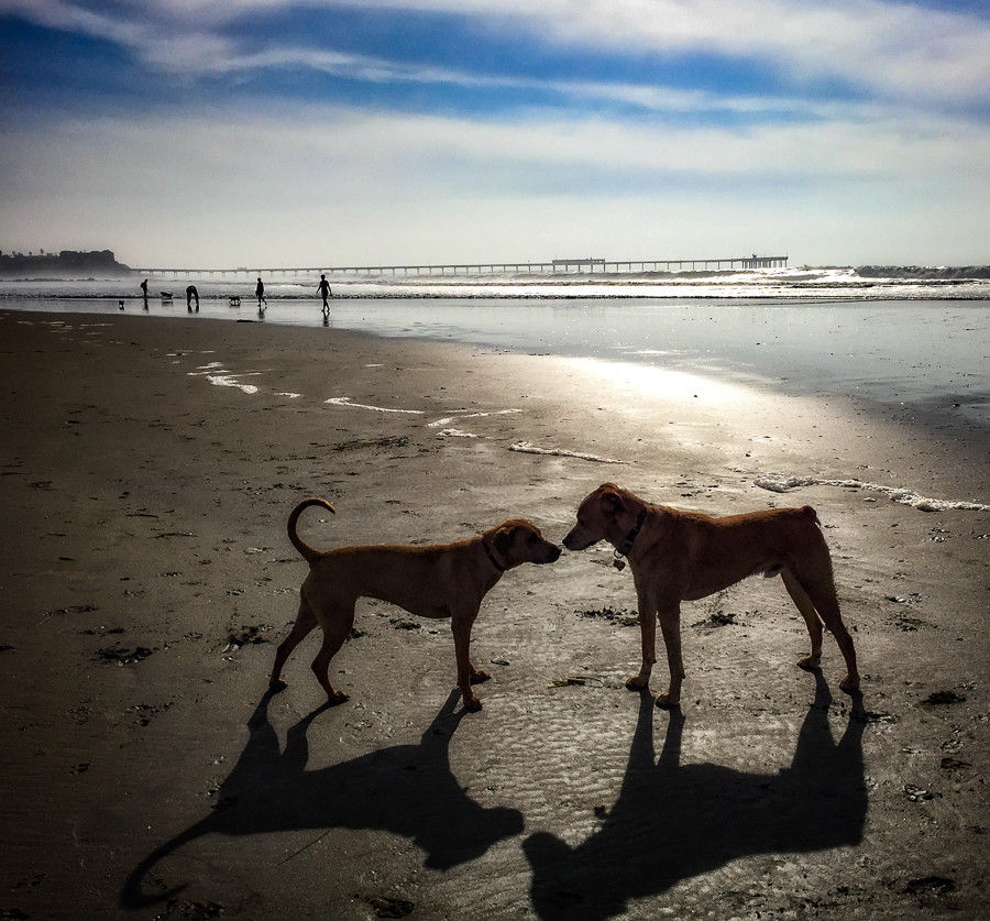 Sam at Dog Beach, Ocean Beach, California