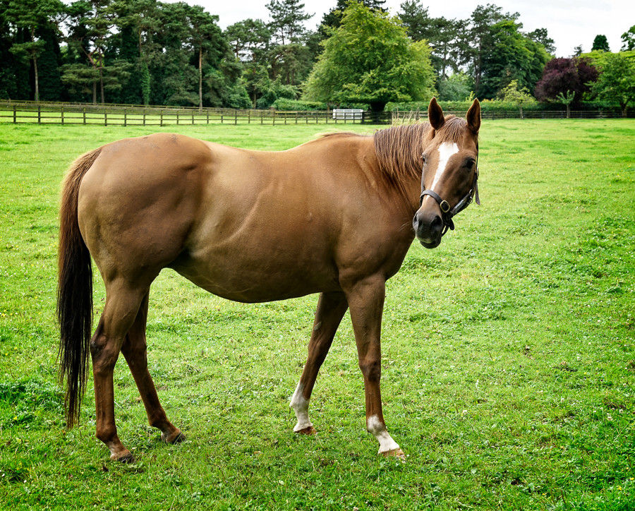 Mare at Irish National Stud