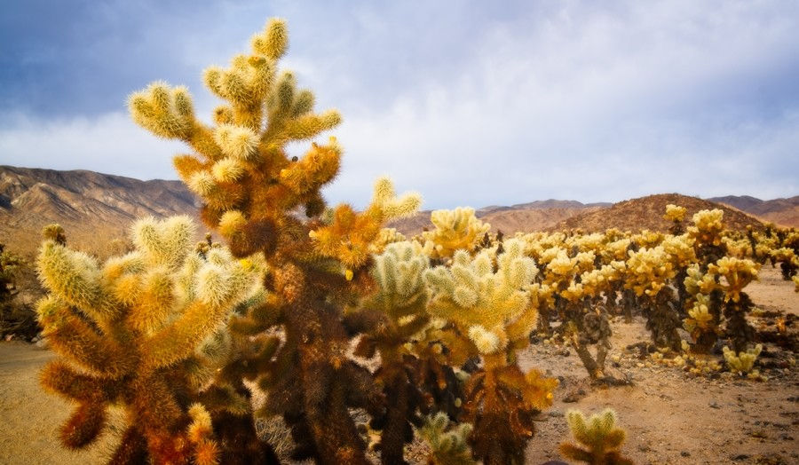 cholla cactus garden trail, joshua tree national park