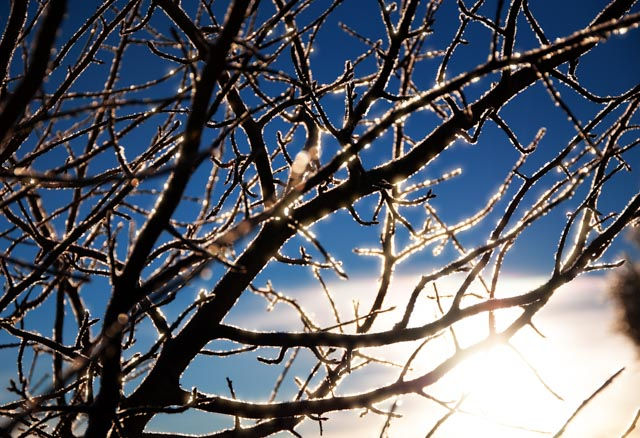 Icy tree