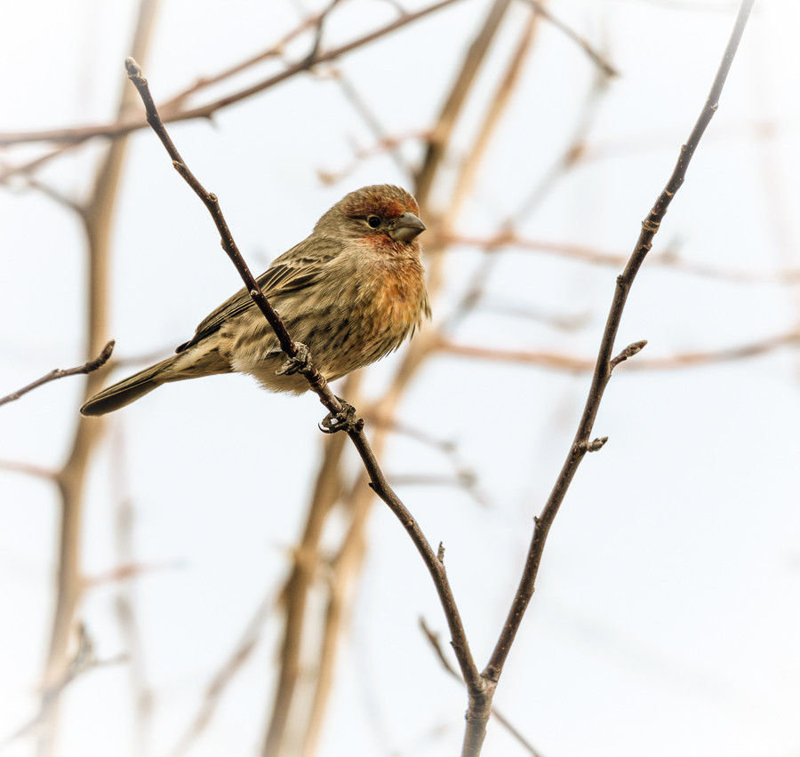 Beauty on a Branch