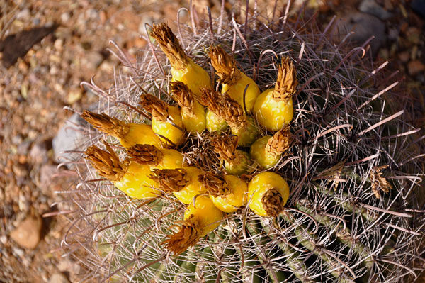 green valley arizona