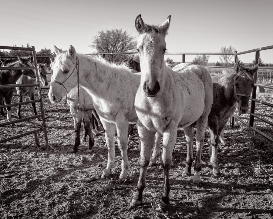 Horses in Nebraska