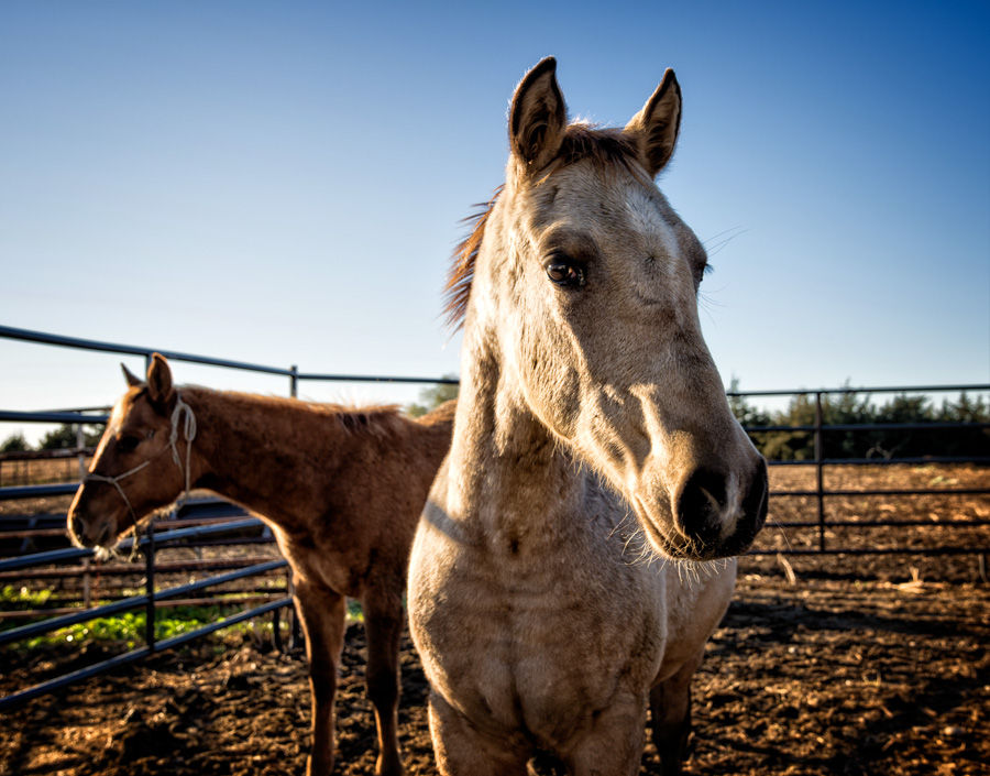 Horses in Nebraska