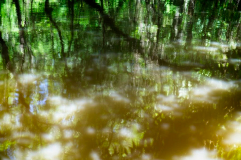 louisiana swamp trees water green