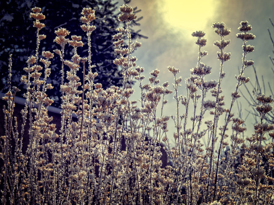 Taos in Winter