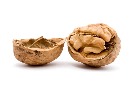 Walnuss zum Buchtitel Zurück auf die eigene Spur von Norbert Lanter