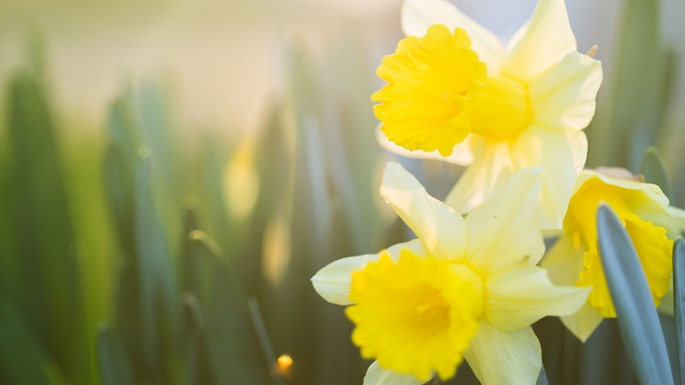 Yellow daffodils in sunlight, surrounded by green leaves, creating a bright and fresh spring atmosphere.