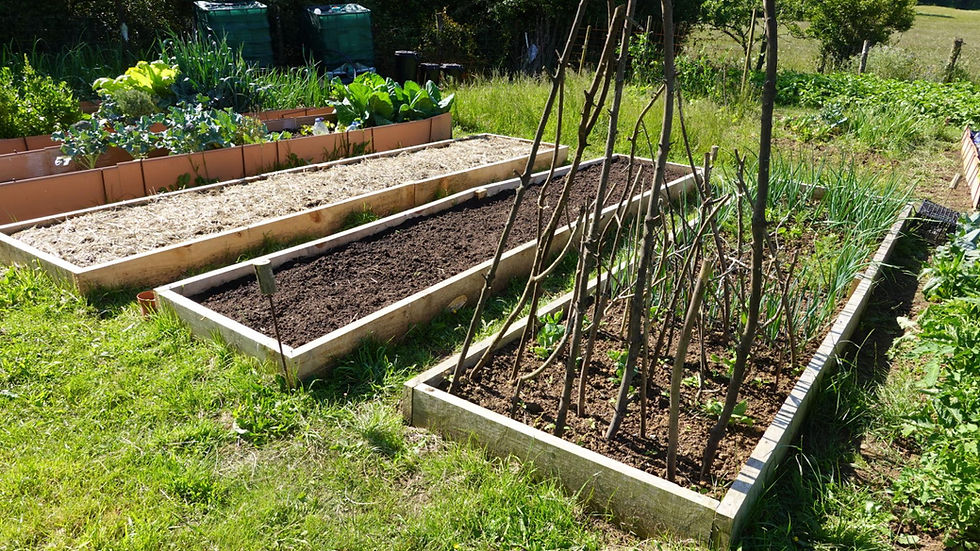 Vegetable garden with four raised beds, one with trellis poles, one with straw, and two with green plants. Lush greenery background under sunlight.