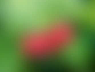 Unveiling the Magic of Scottish Raspberries Your Ultimate Summer Delight