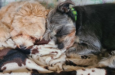 Bella and Bracken snuggles