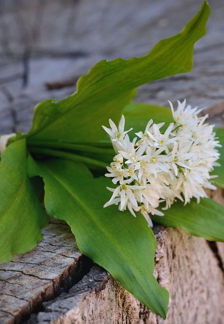 wild garlic flowers.jpg