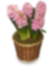 Hyacinth