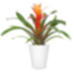 Bromeliad
