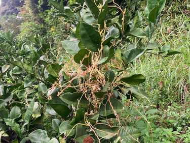 また発生してるよー