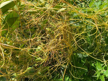 めっちゃ増えてる