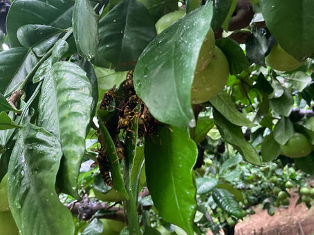 刺されなくて良かったー