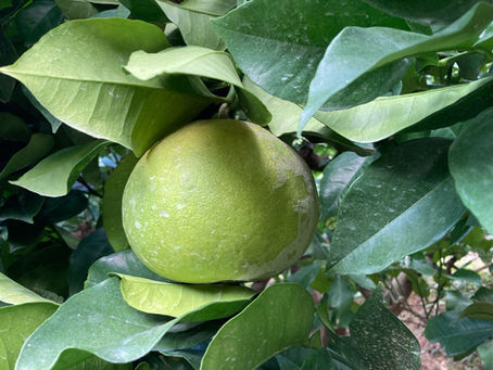 同じ畑でもこんなに違うよ〜